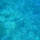 65- Requin gris 
